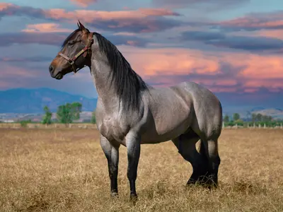 Bellissima